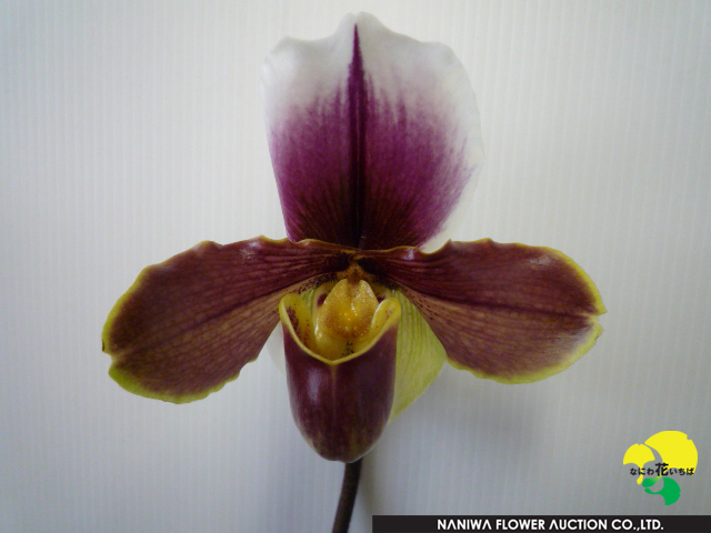 Paphiopedilum Sato Red.JPG